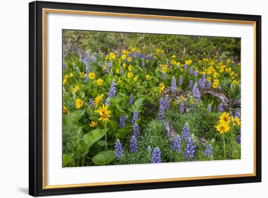 Spring Wildflowers in the Columbia Gorge Near Rowena, Oregon, USA-Chuck Haney-Framed Photographic Print