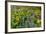 Spring Wildflowers in the Columbia Gorge Near Rowena, Oregon, USA-Chuck Haney-Framed Photographic Print