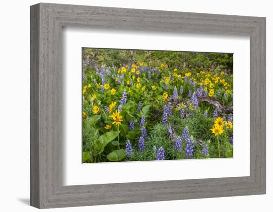 Spring Wildflowers in the Columbia Gorge Near Rowena, Oregon, USA-Chuck Haney-Framed Photographic Print