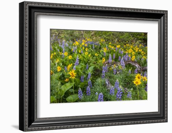 Spring Wildflowers in the Columbia Gorge Near Rowena, Oregon, USA-Chuck Haney-Framed Photographic Print