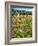 Spring Wildflowers Of Napa Valley-George Oze-Framed Photographic Print