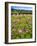 Spring Wildflowers Of Napa Valley-George Oze-Framed Photographic Print