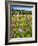 Spring Wildflowers Of Napa Valley-George Oze-Framed Photographic Print