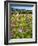 Spring Wildflowers Of Napa Valley-George Oze-Framed Photographic Print