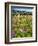 Spring Wildflowers Of Napa Valley-George Oze-Framed Photographic Print