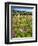 Spring Wildflowers Of Napa Valley-George Oze-Framed Photographic Print