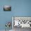 Spring Wildflowers on the Clifftops Overlooking Bedruthan Steps, North Cornwall-Gavin Hellier-Photographic Print displayed on a wall