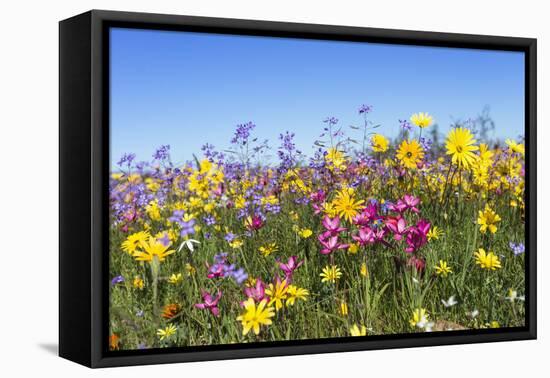 Spring Wildflowers, Papkuilsfontein Farm, Nieuwoudtville, Northern Cape, South Africa, Africa-Ann & Steve Toon-Framed Premier Image Canvas