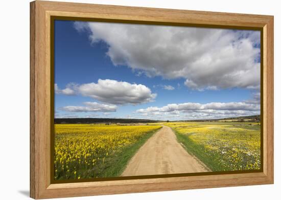 Spring Wildflowers, Papkuilsfontein Farm, Nieuwoudtville, Northern Cape, South Africa, Africa-Ann & Steve Toon-Framed Premier Image Canvas