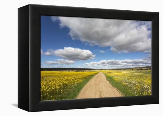 Spring Wildflowers, Papkuilsfontein Farm, Nieuwoudtville, Northern Cape, South Africa, Africa-Ann & Steve Toon-Framed Premier Image Canvas