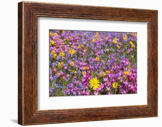 Spring Wildflowers, Papkuilsfontein Farm, Nieuwoudtville, Northern Cape, South Africa, Africa-Ann & Steve Toon-Framed Photographic Print