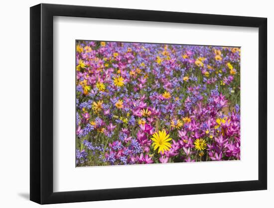 Spring Wildflowers, Papkuilsfontein Farm, Nieuwoudtville, Northern Cape, South Africa, Africa-Ann & Steve Toon-Framed Photographic Print