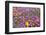 Spring Wildflowers, Papkuilsfontein Farm, Nieuwoudtville, Northern Cape, South Africa, Africa-Ann & Steve Toon-Framed Photographic Print