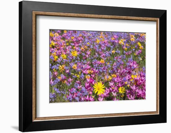 Spring Wildflowers, Papkuilsfontein Farm, Nieuwoudtville, Northern Cape, South Africa, Africa-Ann & Steve Toon-Framed Photographic Print