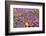 Spring Wildflowers, Papkuilsfontein Farm, Nieuwoudtville, Northern Cape, South Africa, Africa-Ann & Steve Toon-Framed Photographic Print