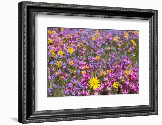 Spring Wildflowers, Papkuilsfontein Farm, Nieuwoudtville, Northern Cape, South Africa, Africa-Ann & Steve Toon-Framed Photographic Print