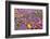 Spring Wildflowers, Papkuilsfontein Farm, Nieuwoudtville, Northern Cape, South Africa, Africa-Ann & Steve Toon-Framed Photographic Print