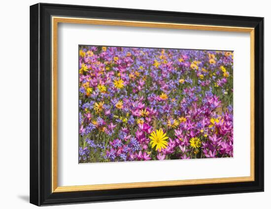 Spring Wildflowers, Papkuilsfontein Farm, Nieuwoudtville, Northern Cape, South Africa, Africa-Ann & Steve Toon-Framed Photographic Print