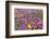 Spring Wildflowers, Papkuilsfontein Farm, Nieuwoudtville, Northern Cape, South Africa, Africa-Ann & Steve Toon-Framed Photographic Print