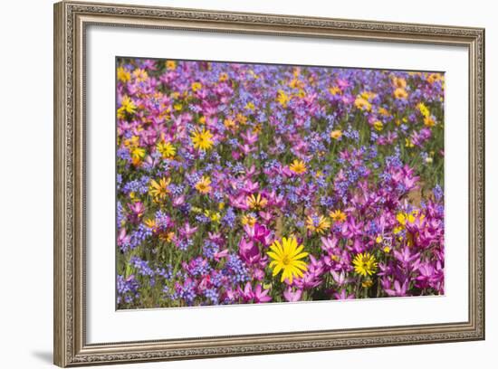 Spring Wildflowers, Papkuilsfontein Farm, Nieuwoudtville, Northern Cape, South Africa, Africa-Ann & Steve Toon-Framed Photographic Print