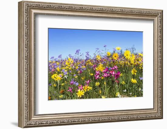 Spring Wildflowers, Papkuilsfontein Farm, Nieuwoudtville, Northern Cape, South Africa, Africa-Ann & Steve Toon-Framed Photographic Print