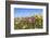 Spring Wildflowers, Papkuilsfontein Farm, Nieuwoudtville, Northern Cape, South Africa, Africa-Ann & Steve Toon-Framed Photographic Print