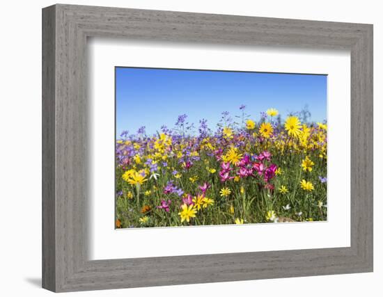 Spring Wildflowers, Papkuilsfontein Farm, Nieuwoudtville, Northern Cape, South Africa, Africa-Ann & Steve Toon-Framed Photographic Print