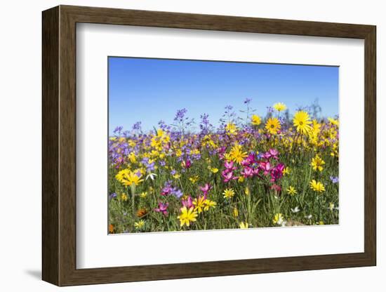 Spring Wildflowers, Papkuilsfontein Farm, Nieuwoudtville, Northern Cape, South Africa, Africa-Ann & Steve Toon-Framed Photographic Print