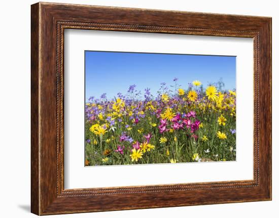 Spring Wildflowers, Papkuilsfontein Farm, Nieuwoudtville, Northern Cape, South Africa, Africa-Ann & Steve Toon-Framed Photographic Print