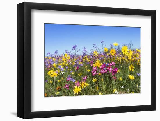 Spring Wildflowers, Papkuilsfontein Farm, Nieuwoudtville, Northern Cape, South Africa, Africa-Ann & Steve Toon-Framed Photographic Print