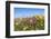 Spring Wildflowers, Papkuilsfontein Farm, Nieuwoudtville, Northern Cape, South Africa, Africa-Ann & Steve Toon-Framed Photographic Print