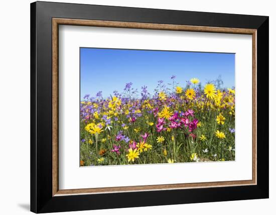 Spring Wildflowers, Papkuilsfontein Farm, Nieuwoudtville, Northern Cape, South Africa, Africa-Ann & Steve Toon-Framed Photographic Print