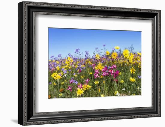 Spring Wildflowers, Papkuilsfontein Farm, Nieuwoudtville, Northern Cape, South Africa, Africa-Ann & Steve Toon-Framed Photographic Print