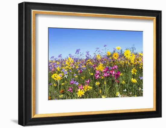 Spring Wildflowers, Papkuilsfontein Farm, Nieuwoudtville, Northern Cape, South Africa, Africa-Ann & Steve Toon-Framed Photographic Print