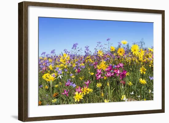 Spring Wildflowers, Papkuilsfontein Farm, Nieuwoudtville, Northern Cape, South Africa, Africa-Ann & Steve Toon-Framed Photographic Print