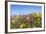 Spring Wildflowers, Papkuilsfontein Farm, Nieuwoudtville, Northern Cape, South Africa, Africa-Ann & Steve Toon-Framed Photographic Print