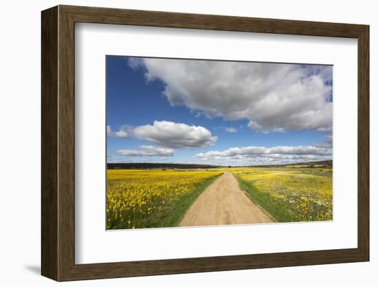 Spring Wildflowers, Papkuilsfontein Farm, Nieuwoudtville, Northern Cape, South Africa, Africa-Ann & Steve Toon-Framed Photographic Print