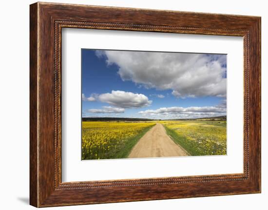 Spring Wildflowers, Papkuilsfontein Farm, Nieuwoudtville, Northern Cape, South Africa, Africa-Ann & Steve Toon-Framed Photographic Print