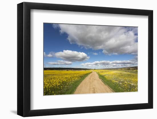 Spring Wildflowers, Papkuilsfontein Farm, Nieuwoudtville, Northern Cape, South Africa, Africa-Ann & Steve Toon-Framed Photographic Print