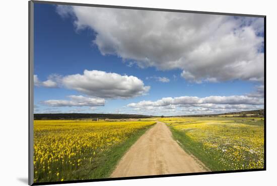 Spring Wildflowers, Papkuilsfontein Farm, Nieuwoudtville, Northern Cape, South Africa, Africa-Ann & Steve Toon-Mounted Photographic Print