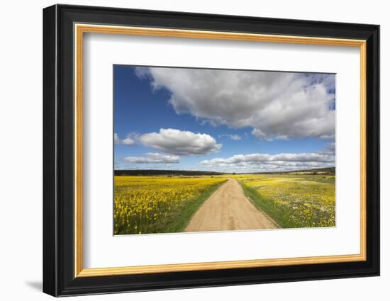 Spring Wildflowers, Papkuilsfontein Farm, Nieuwoudtville, Northern Cape, South Africa, Africa-Ann & Steve Toon-Framed Photographic Print