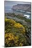 Spring Wildflowers, Portugal-Bob Gibbons-Mounted Photographic Print