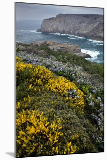 Spring Wildflowers, Portugal-Bob Gibbons-Mounted Photographic Print