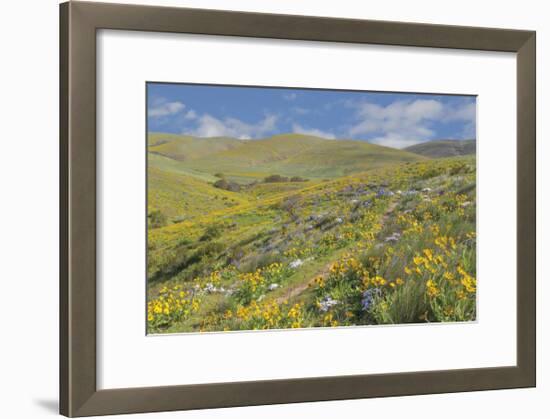 Spring Wildflowers-Don Paulson-Framed Giclee Print