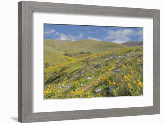 Spring Wildflowers-Don Paulson-Framed Giclee Print