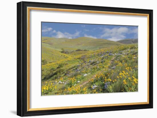 Spring Wildflowers-Don Paulson-Framed Giclee Print