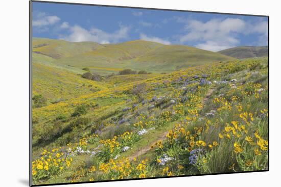 Spring Wildflowers-Don Paulson-Mounted Giclee Print