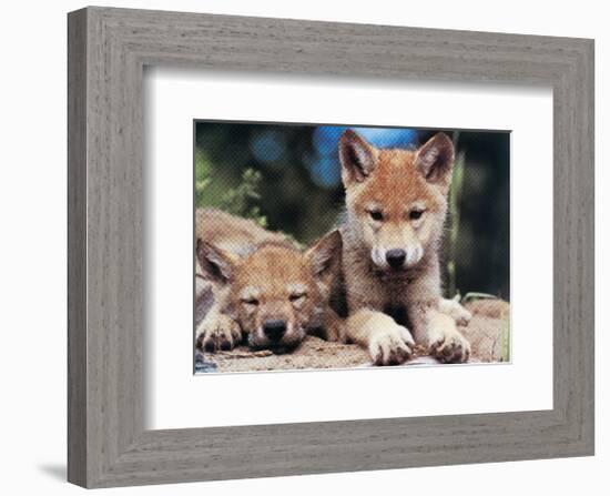 Spring Wolf Pups-Art Wolfe-Framed Giclee Print