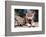 Spring Wolf Pups-Art Wolfe-Framed Giclee Print