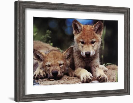 Spring Wolf Pups-Art Wolfe-Framed Art Print